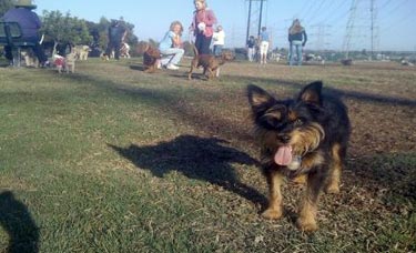 Redondo Beach Dog Park