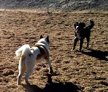 Rancho Caninos Dog Park, Palos Verdes