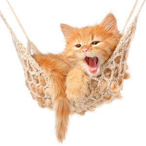 cat in hammock